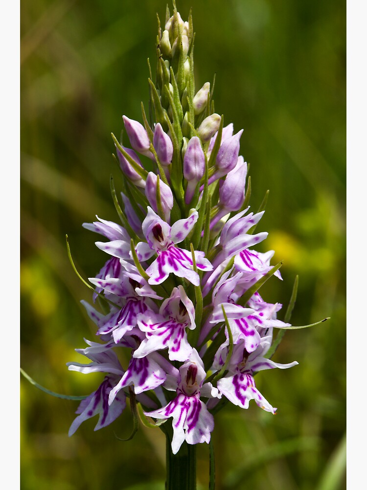 Common Spotted-orchid (Dactylorhiza fuchsii) by SteveChilton
