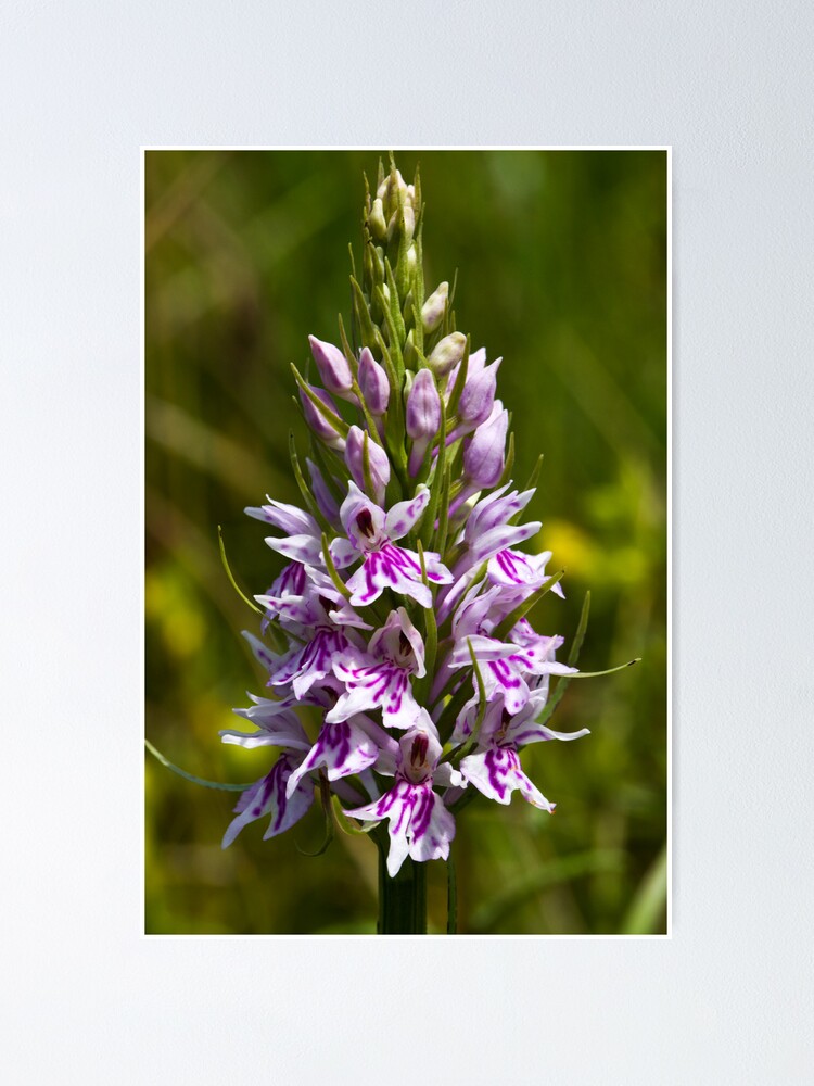 Alternate view of Common Spotted-orchid (Dactylorhiza fuchsii) Poster
