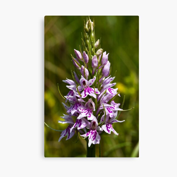 Common Spotted-orchid (Dactylorhiza fuchsii) Canvas Print