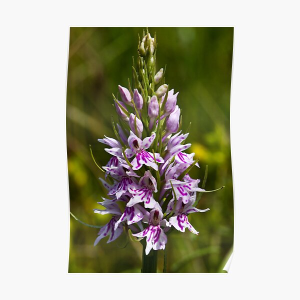 Common Spotted-orchid (Dactylorhiza fuchsii) Poster