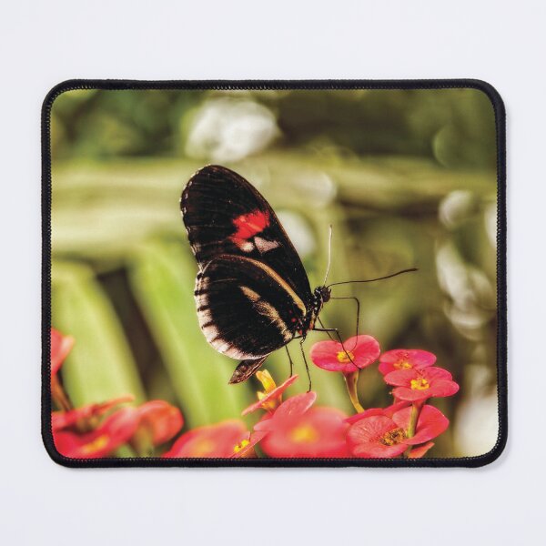 Item preview, The Fascinating Doris Longwing Butterfly designed and sold by Kay Brewer.