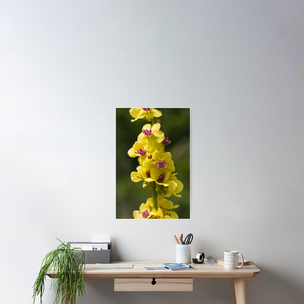 Dark Mullein (Verbascum nigrum) Poster
