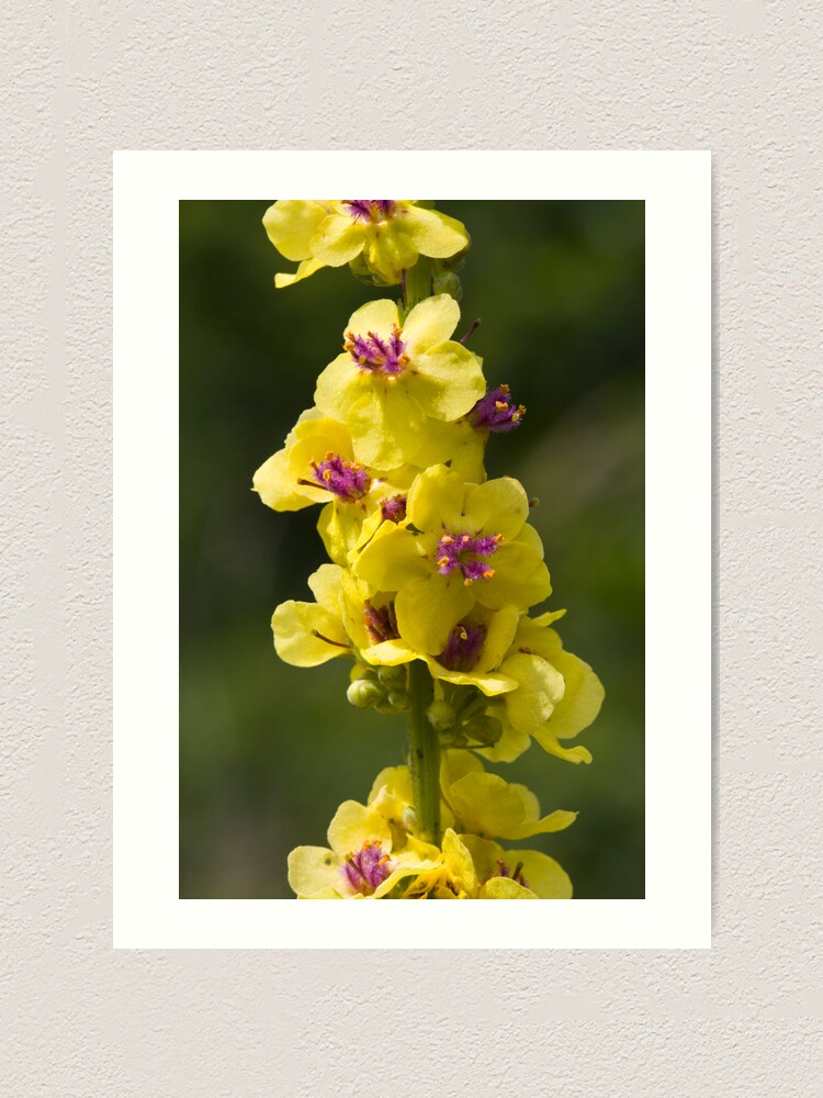 Alternate view of Dark Mullein (Verbascum nigrum) Art Print
