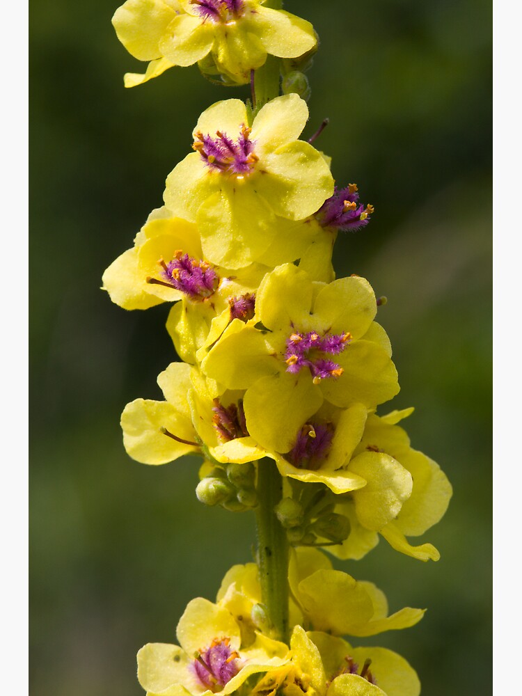Dark Mullein (Verbascum nigrum) by SteveChilton