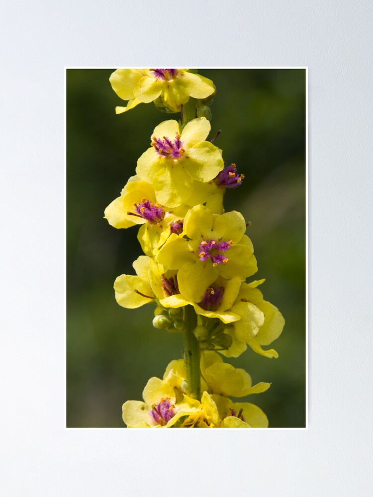 Alternate view of Dark Mullein (Verbascum nigrum) Poster