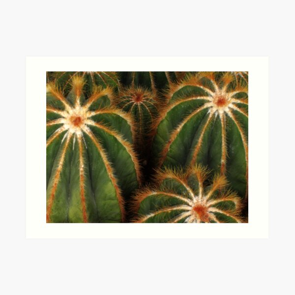 Cacti Art Print