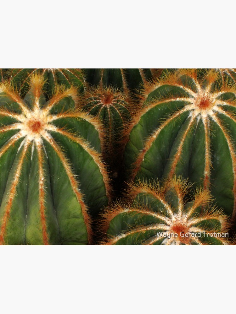 Cacti by redmoondragon