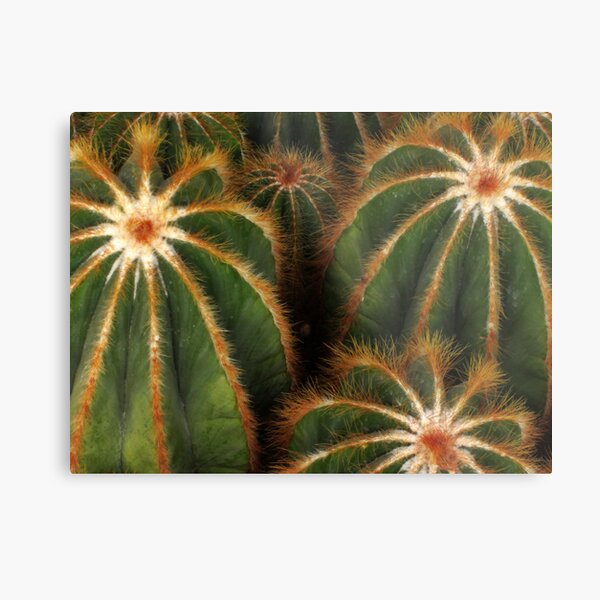 Cacti Metal Print