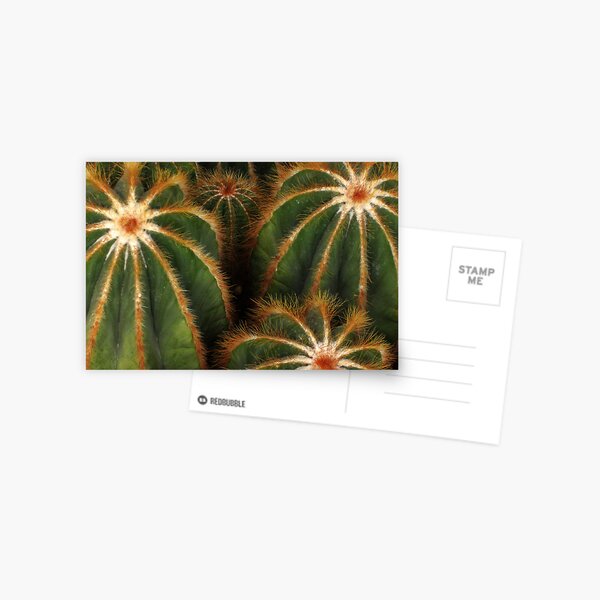 Cacti Postcard