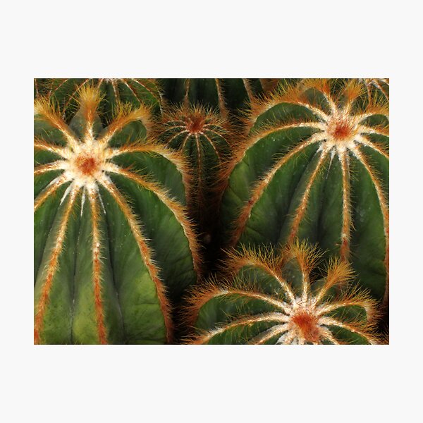 Cacti Photographic Print