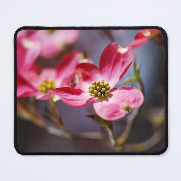 Item preview, Pink Dogwood Blossoms in Spring Time designed and sold by Joy Watson - Natural Light Photography .