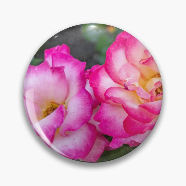 Item preview, Radiant Pink & Yellow Roses in Full Bloom – Vibrant Garden Photography designed and sold by kenglishart.