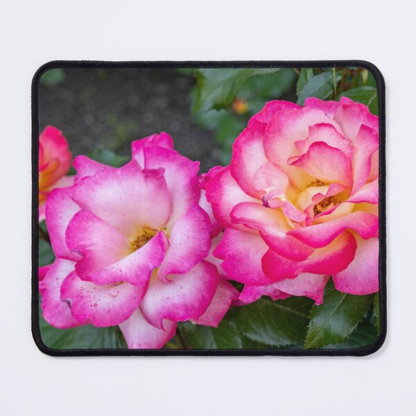 Item preview, Radiant Pink & Yellow Roses in Full Bloom – Vibrant Garden Photography designed and sold by kenglishart.
