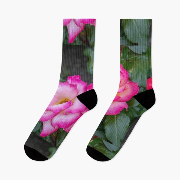 Item preview, Radiant Pink & Yellow Roses in Full Bloom – Vibrant Garden Photography designed and sold by kenglishart.