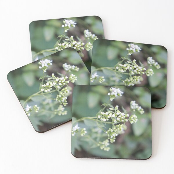 Item preview, White Snakeroot Wildflower Cluster – Nature Photography designed and sold by kenglishart.