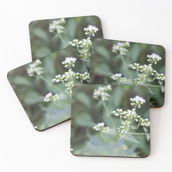 Item preview, White Snakeroot Wildflower Close-Up – Cluster of Tiny Blooms Nature Photography designed and sold by kenglishart.