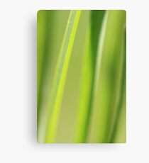 The blades of summer Canvas Print