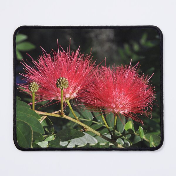Item preview, Pom-Pom Bottle-brush tree in bloom and in bud. designed and sold by Sophie Bouris.