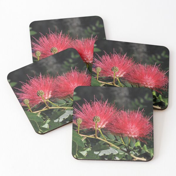 Item preview, Pom-Pom Bottle-brush tree in bloom and in bud. designed and sold by Sophie Bouris.