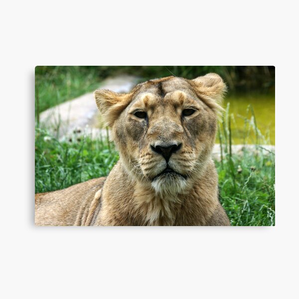 Kalinga! Canvas Print