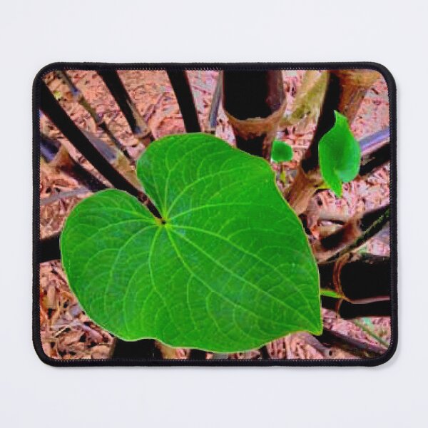 Item preview, ‘Awa hiwa by Hawaiian Kava Center LLC in Kahalu‘u, O‘ahu, Hawai‘i designed and sold by hawaiiankava.