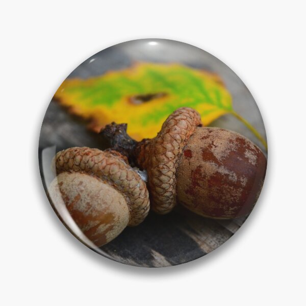 Item preview, Acorns  designed and sold by DavidePoggio.