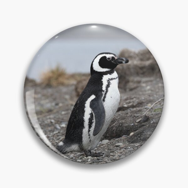 Item preview, Magellanic Penguin protecting nest on Isla Martillo designed and sold by SBPenguins.
