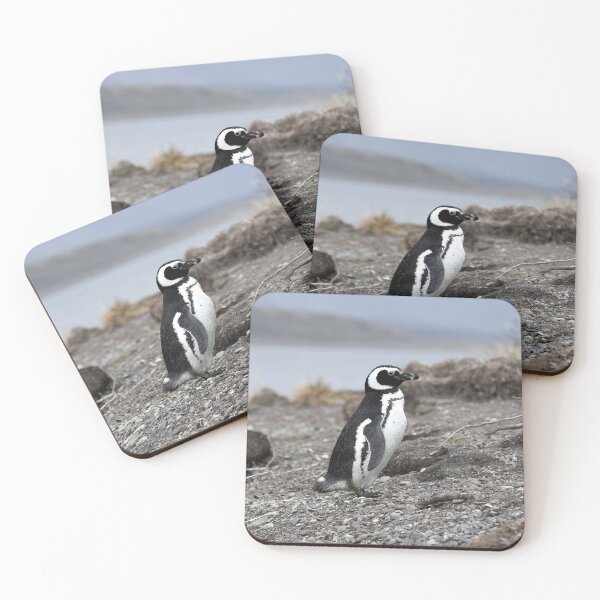 Item preview, Magellanic Penguin protecting nest on Isla Martillo designed and sold by SBPenguins.