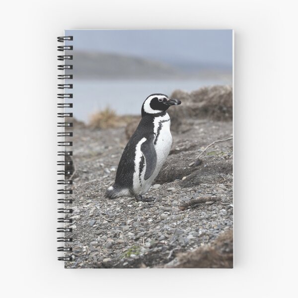 Item preview, Magellanic Penguin protecting nest on Isla Martillo designed and sold by SBPenguins.