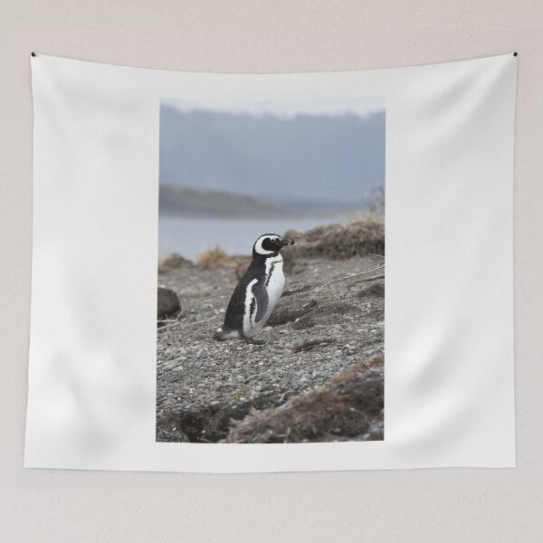 Item preview, Magellanic Penguin protecting nest on Isla Martillo designed and sold by SBPenguins.
