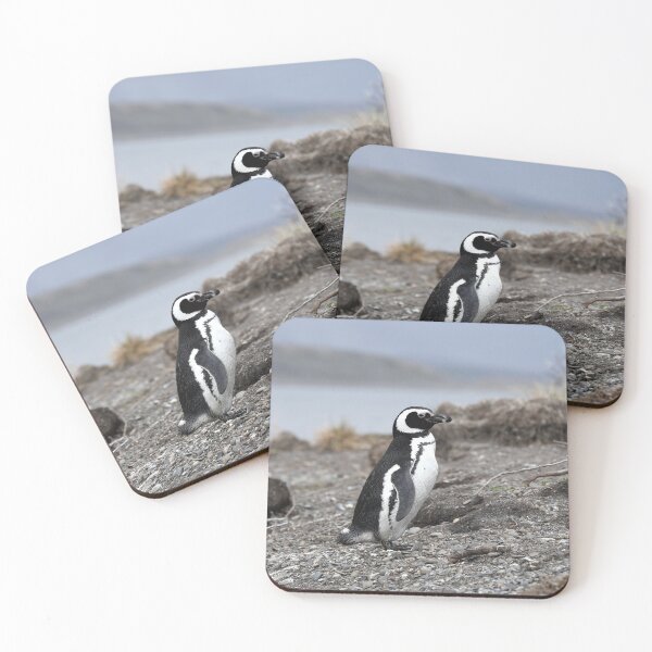 Item preview, Magellanic Penguin protecting nest on Isla Martillo black background designed and sold by SBPenguins.