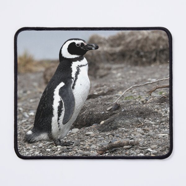 Item preview, Magellanic Penguin protecting nest on Isla Martillo black background designed and sold by SBPenguins.