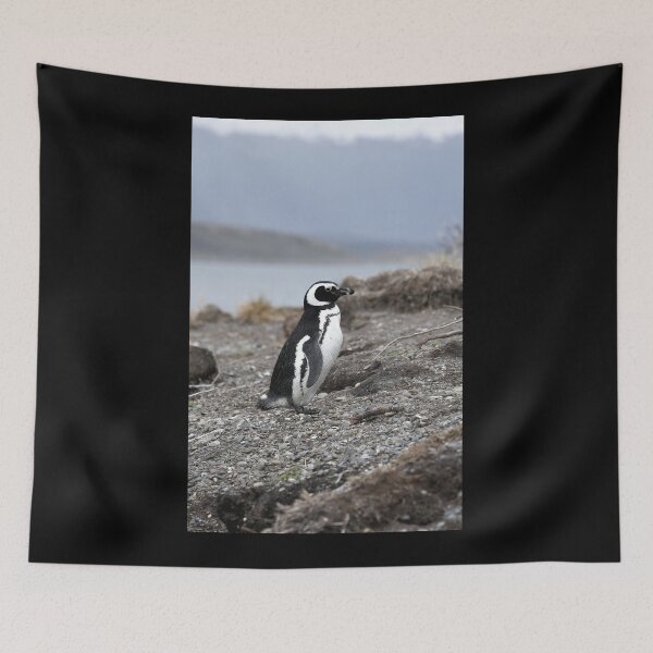 Item preview, Magellanic Penguin protecting nest on Isla Martillo black background designed and sold by SBPenguins.