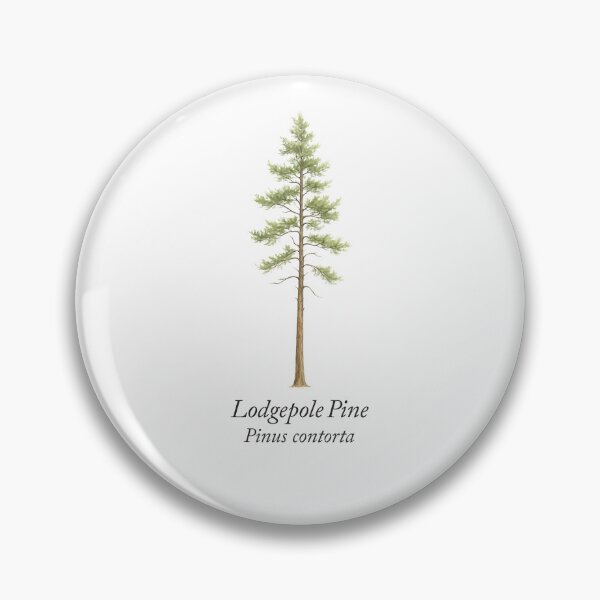 Item preview, Lodgepole Pine – Pinus contorta designed and sold by BloomKind.