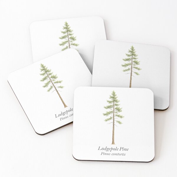 Item preview, Lodgepole Pine – Pinus contorta designed and sold by BloomKind.