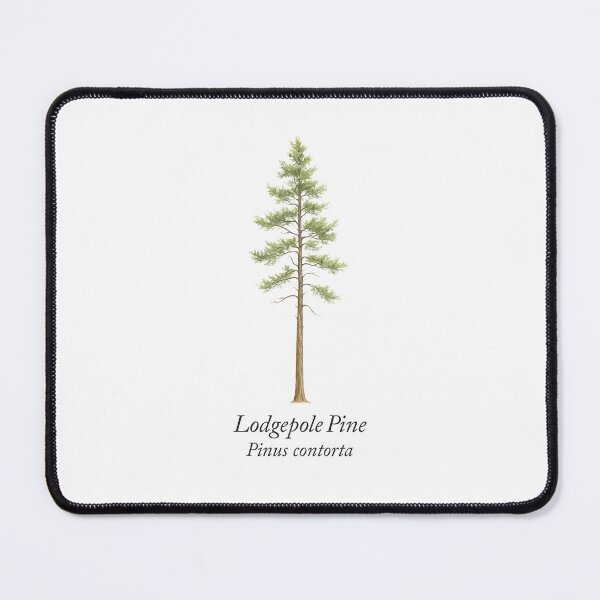 Item preview, Lodgepole Pine – Pinus contorta designed and sold by BloomKind.