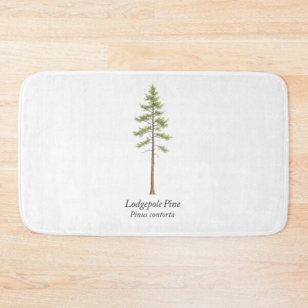 Item preview, Lodgepole Pine – Pinus contorta designed and sold by BloomKind.