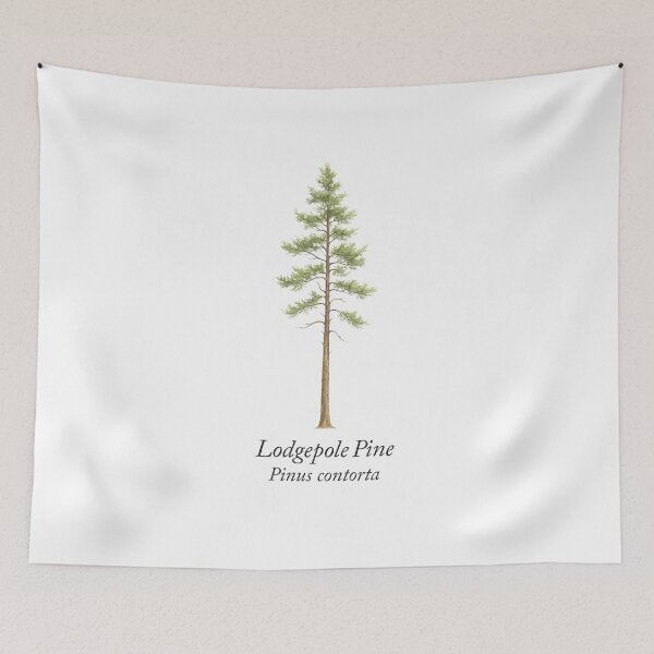 Item preview, Lodgepole Pine – Pinus contorta designed and sold by BloomKind.