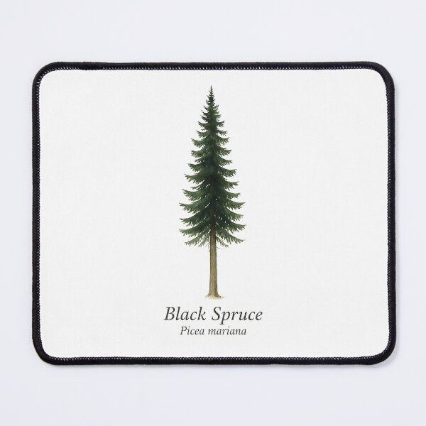 Item preview, Black Spruce – Picea mariana designed and sold by BloomKind.