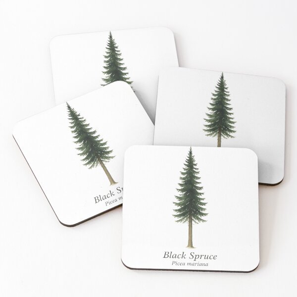 Item preview, Black Spruce – Picea mariana designed and sold by BloomKind.