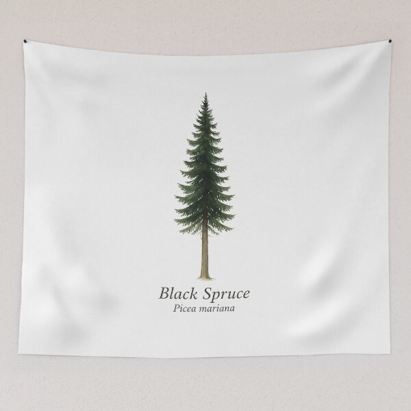 Item preview, Black Spruce – Picea mariana designed and sold by BloomKind.
