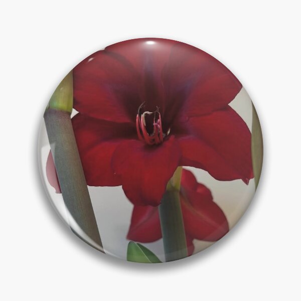 Item preview, Amaryllis Ruby Resilience designed and sold by PatriciaGeremia.