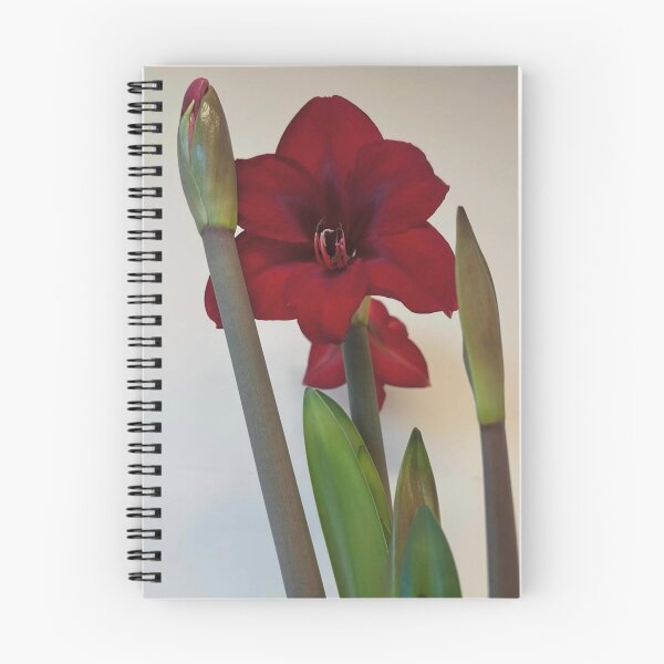 Item preview, Amaryllis Ruby Resilience designed and sold by PatriciaGeremia.