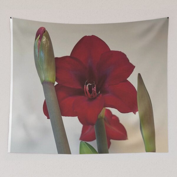 Item preview, Amaryllis Ruby Resilience designed and sold by PatriciaGeremia.