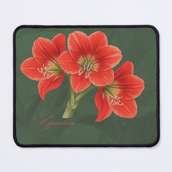 Item preview, Hippeastrum | Botanical Illustration with Script on Green Textured Background designed and sold by ChristinePartlow.