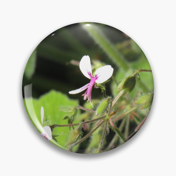 Item preview, Pelargonium tomentosum flower designed and sold by greentiger1.