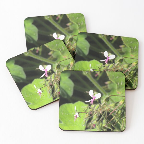 Item preview, Pelargonium tomentosum flower designed and sold by greentiger1.