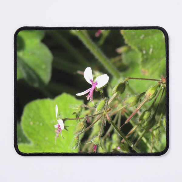 Item preview, Pelargonium tomentosum flower designed and sold by greentiger1.