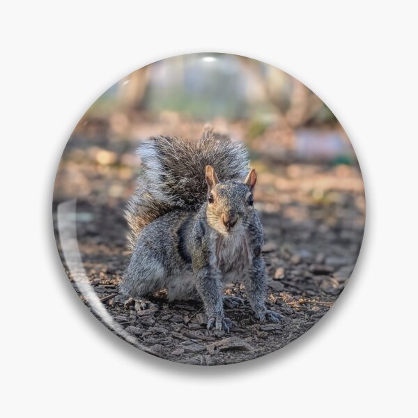 Item preview, Curious Squirrel Close Up designed and sold by ErtsDeals.