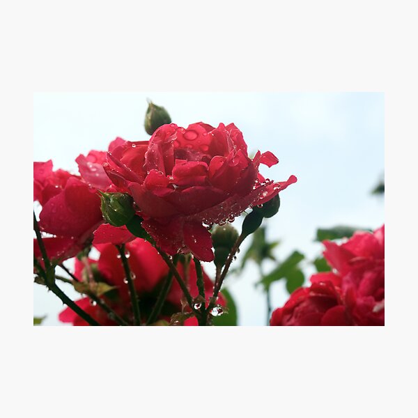 Artikelvorschau, Raindrops on roses entworfen und verkauft von jeffrae.